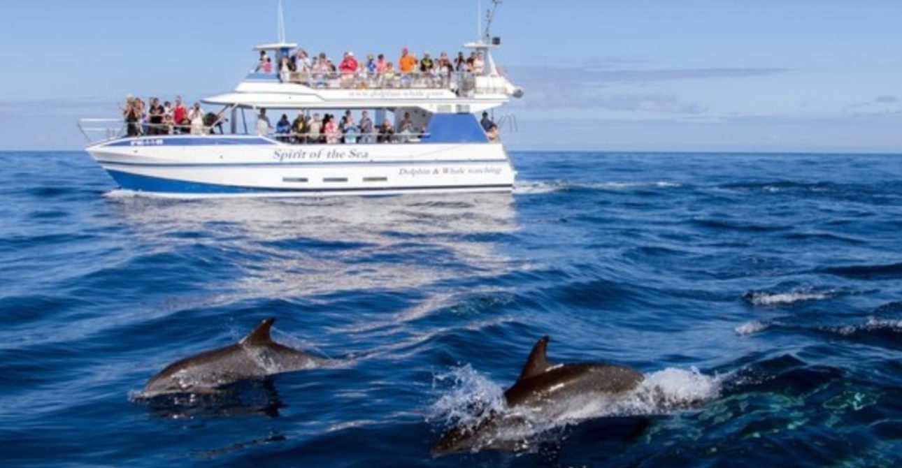 Journée dauphins en mer