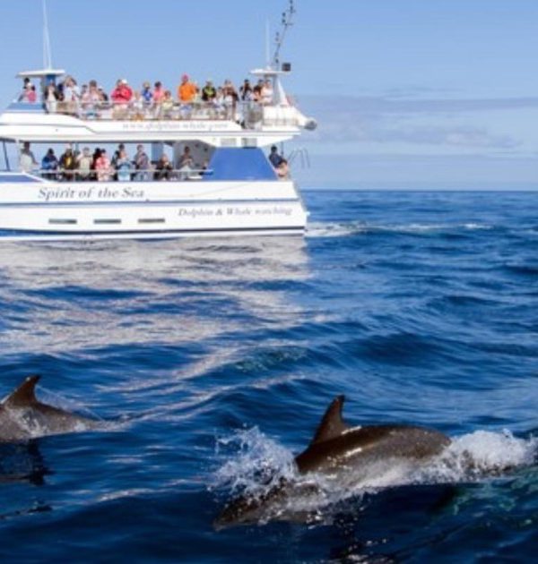 Dauphin mer 9