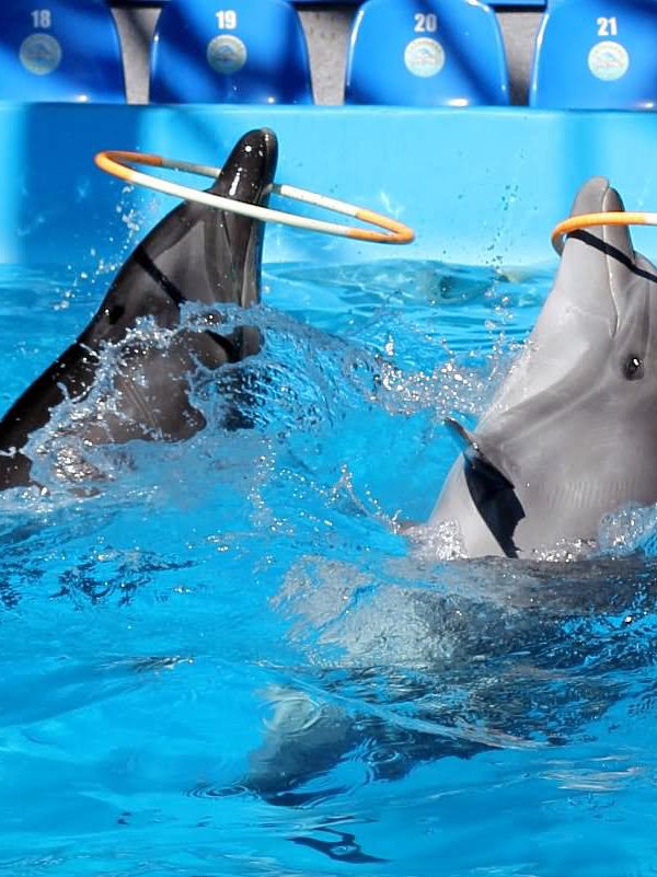 Spectacle de dauphins 3