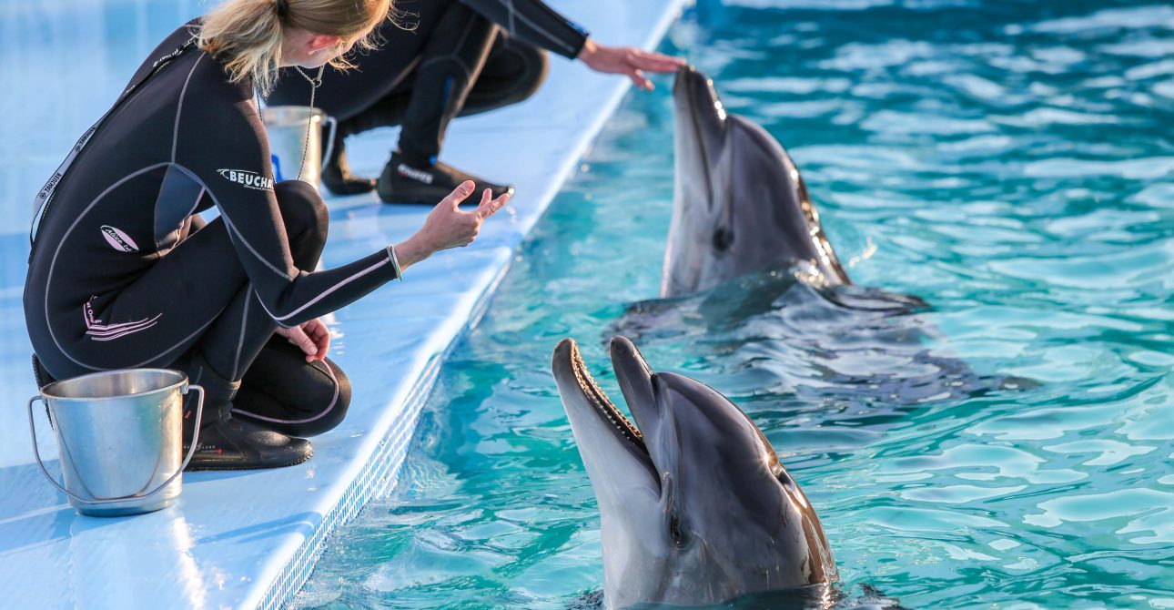 Spectacle de dauphins
