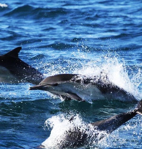 Dauphin mer 10