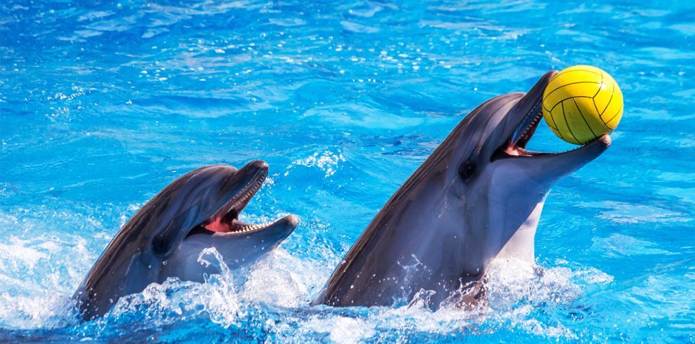 Spectacle de dauphins 1