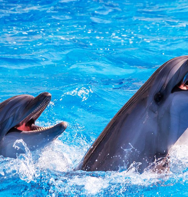 Spectacle de dauphins 1